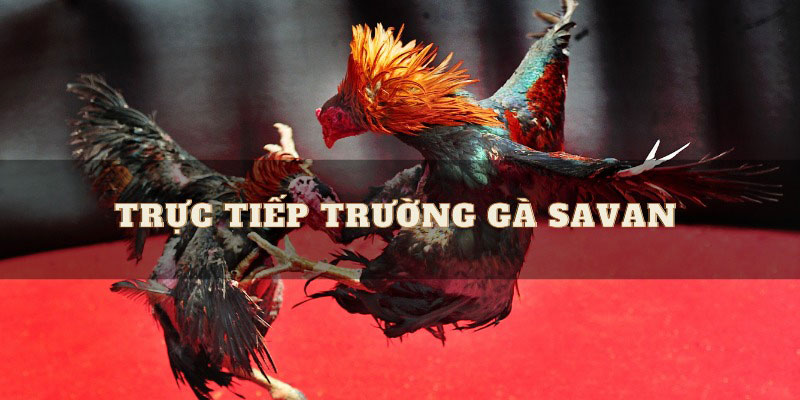 Lý do trường gà Savan được yêu thích