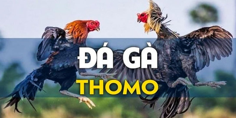 đá gà thomo c1